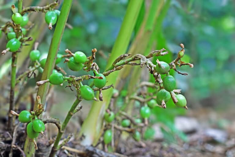 The secret behind the best cardamom in Kerala